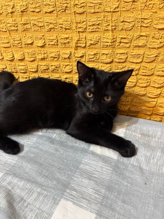 Котята бесплатно
