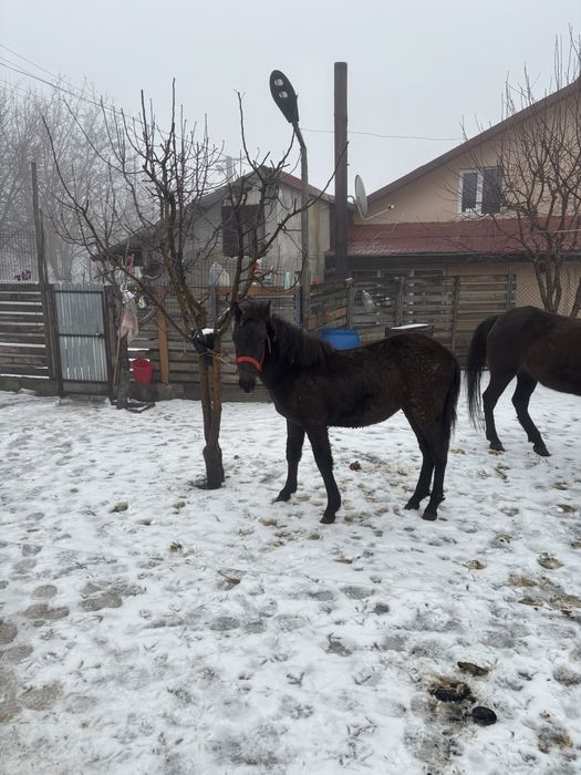 Cai de vanzare pentru tras la caruta