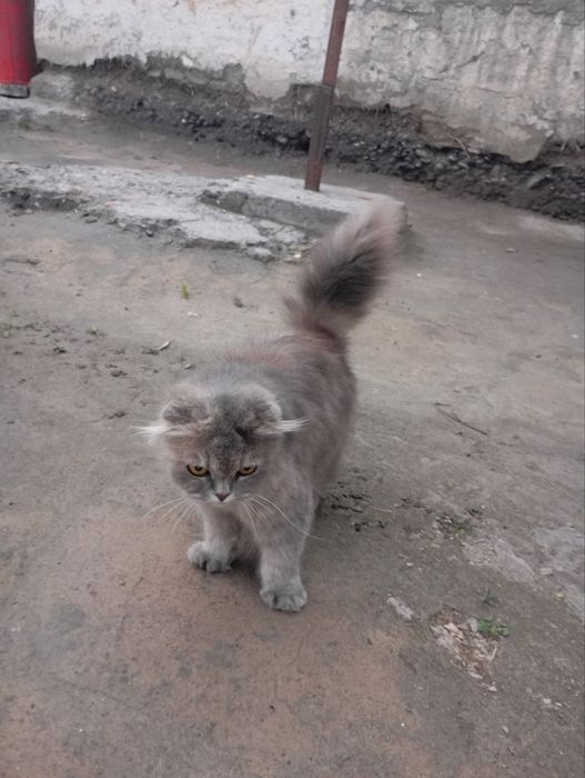 Skotish fold heyland