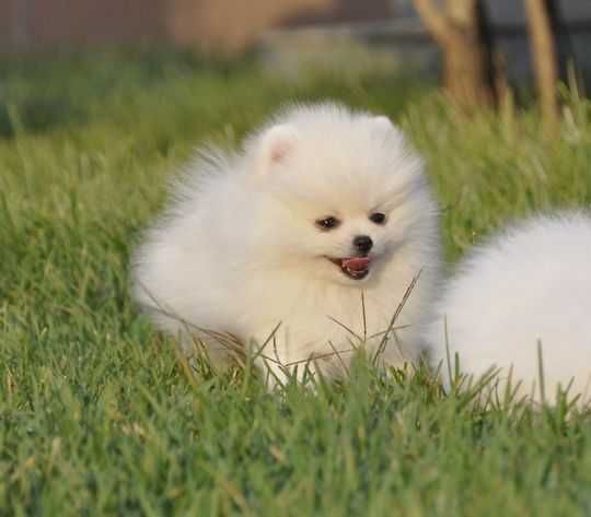 Померан мини мини