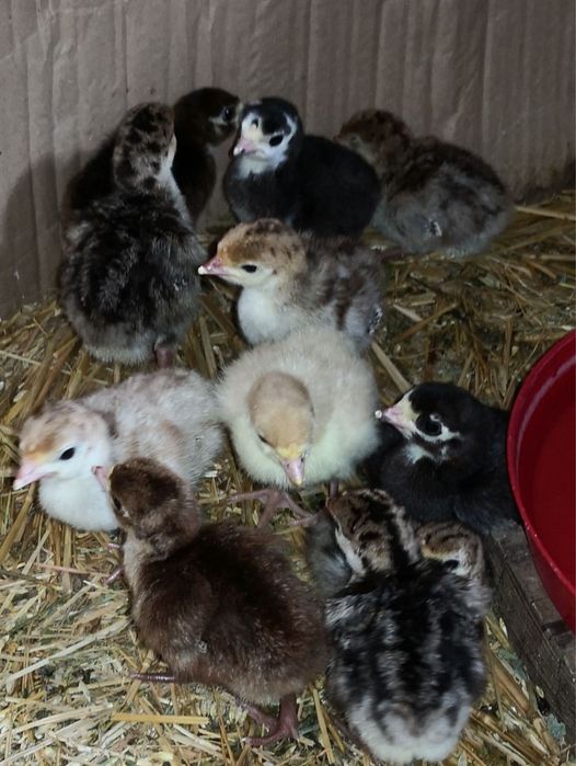 Пуйчета/малки пуйчета/пуйки/пуяци