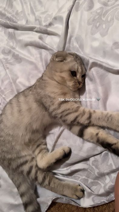 продам котенка в хорошие руки