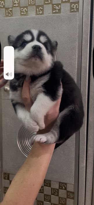 Голубоглазый кавалер хаски