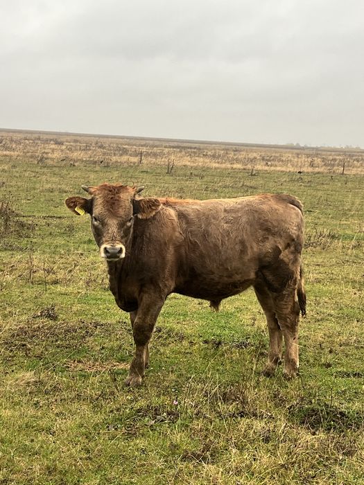 Vând viței angus