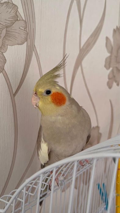 Попугай Корелла.  продам с клеткой.