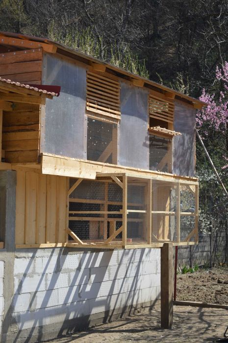 Porumbei voiajori de vânzare (zburați în competiții și columbodroame)