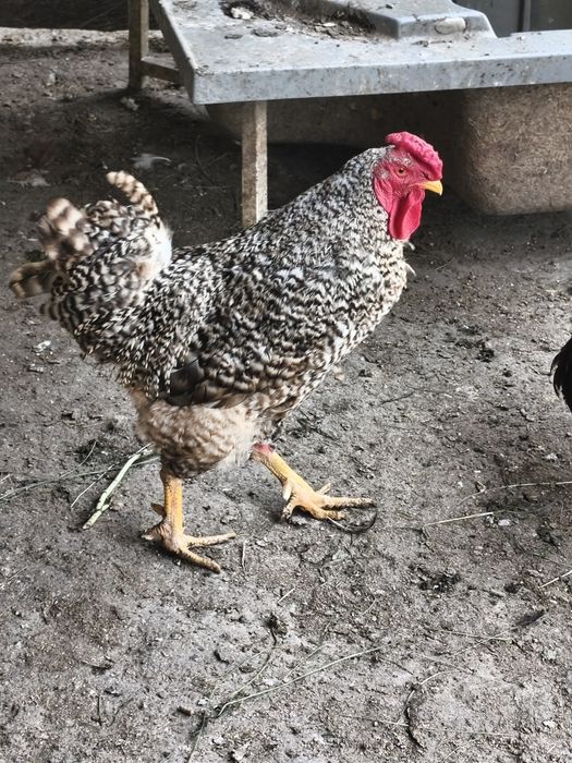 Vând cocos crescuți bio