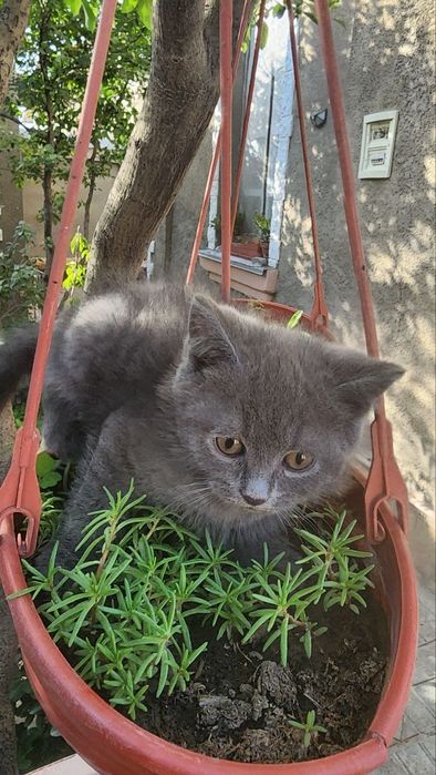 Котята скотиш страйт