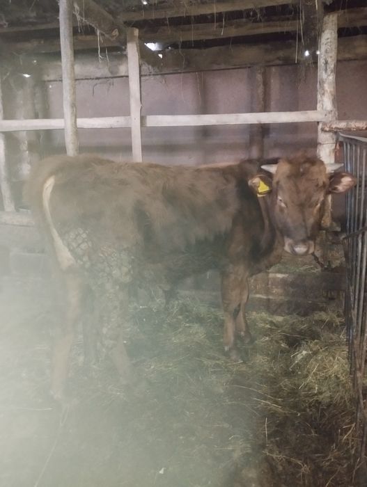 Продам бычков на мясо