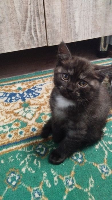 Котята бесплатно! Крупные.