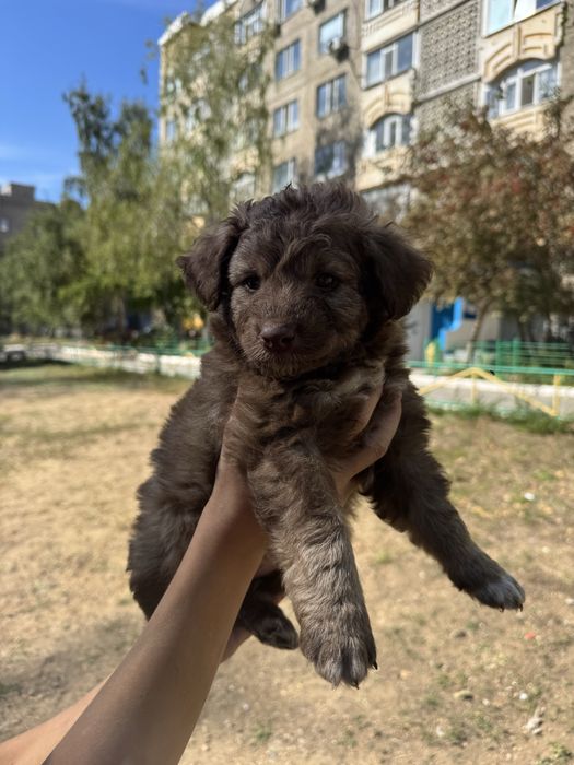 Щенки пародистые