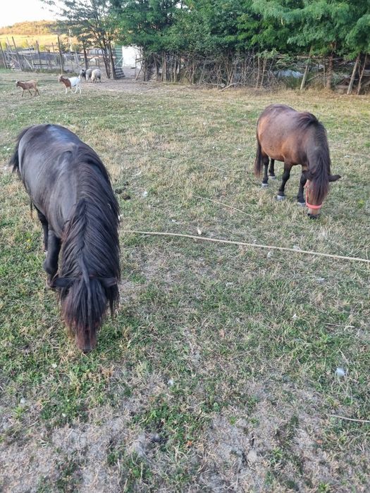 Vând Poneiță, gestantă, 3ani.