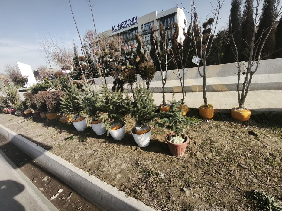 Daraxtlar va archalar gullar