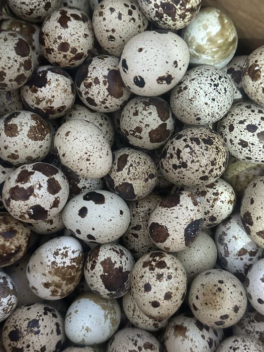 Бөдене Перепелиные яйца