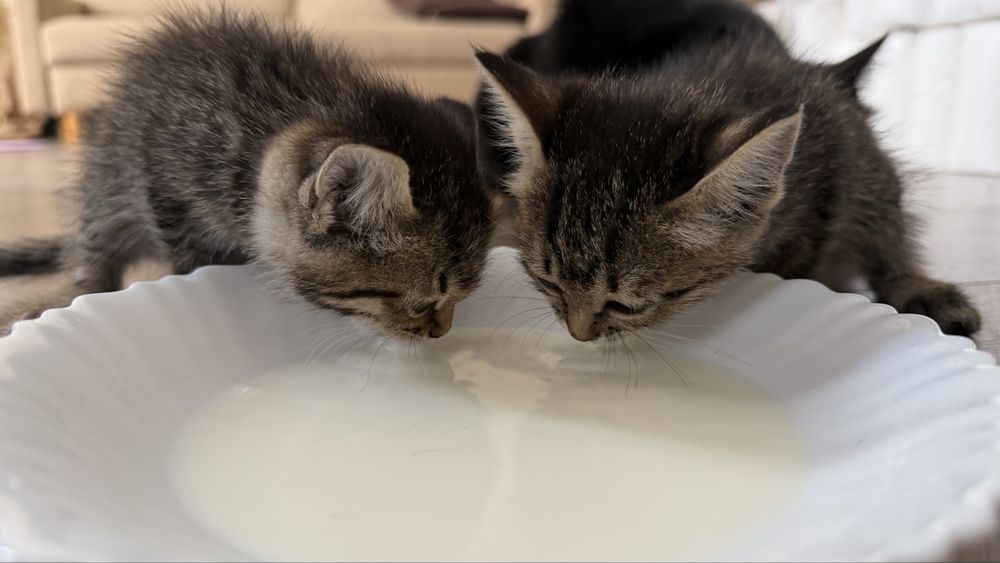 Отдам котят в добрые руки