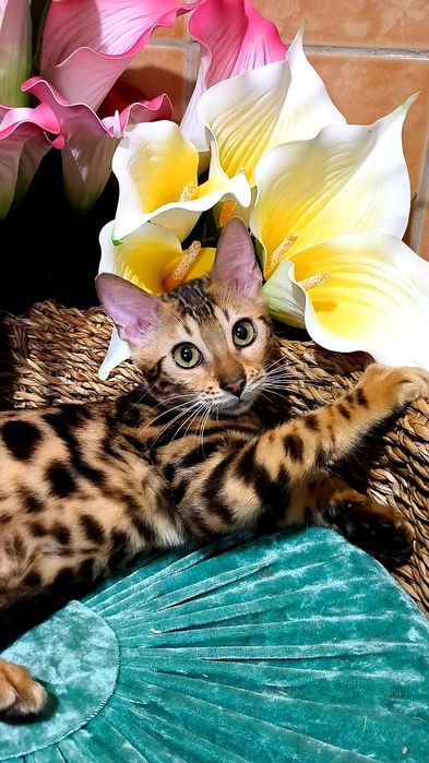 ЗОЛОТОЙ бенгальский Котёнок