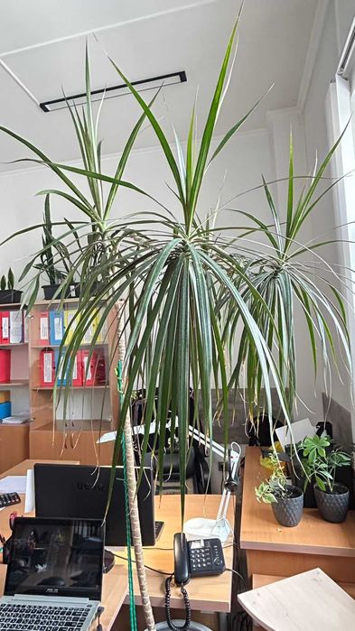 Драцена (Dracaena marginata)