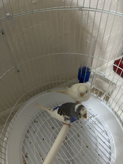 Продам попугай молодые