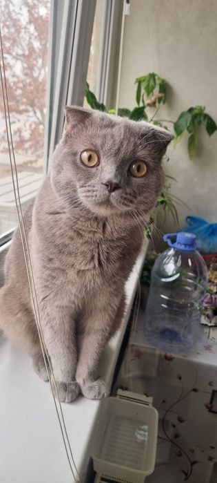 Шотландский выслоухий мушуги сотилади,