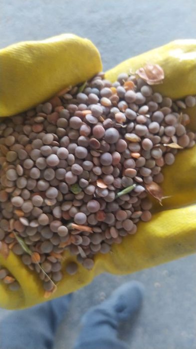 Реализуем зерновые культуры