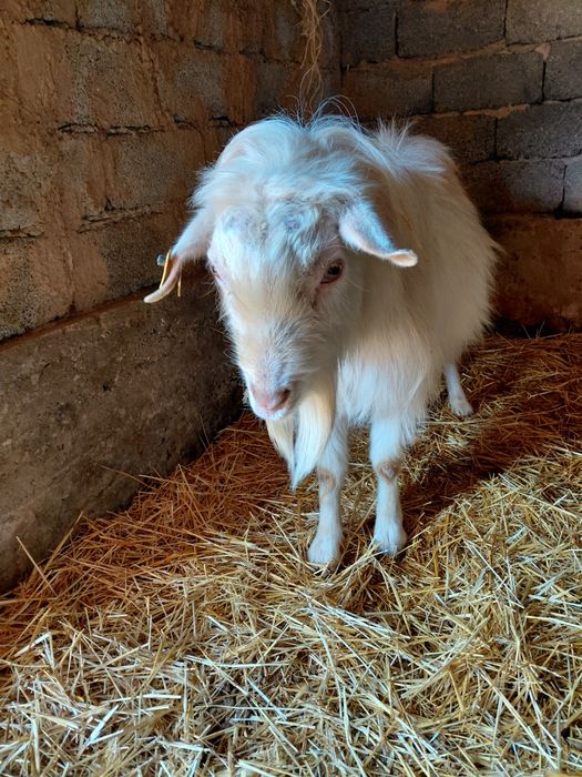 Теке сатылады жаксы