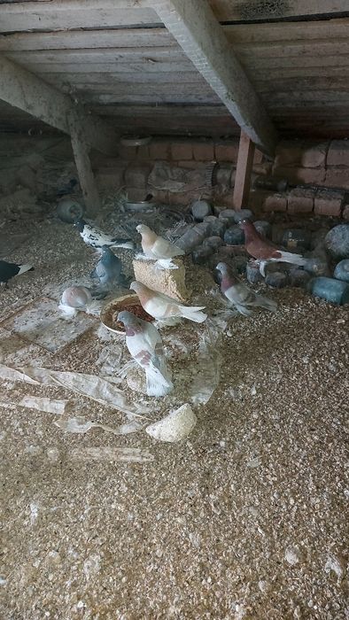 Голуби разные породы