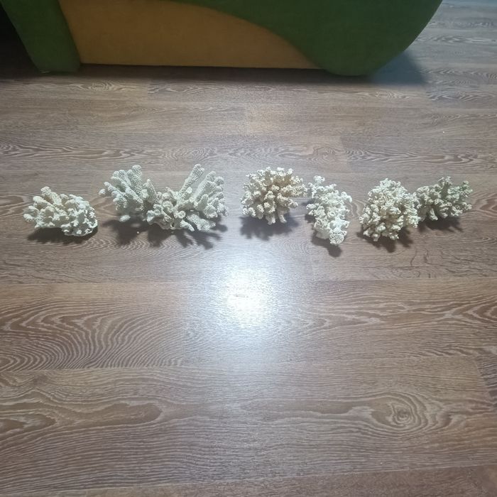Морские Белые кораллы для аквариума