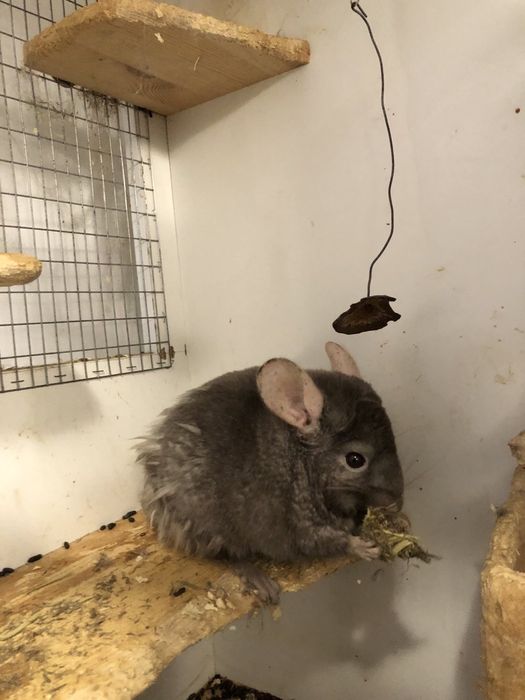 Чин Чили  редки видове от Перу