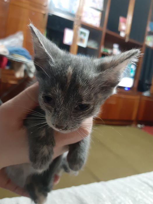 Котята ищут добрые руки