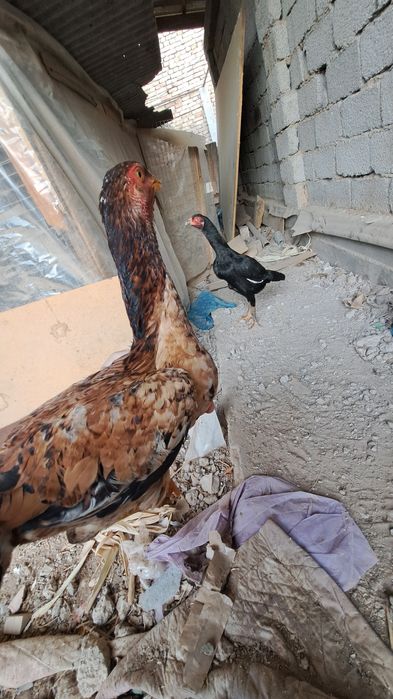 Yosh makionla sotiladi