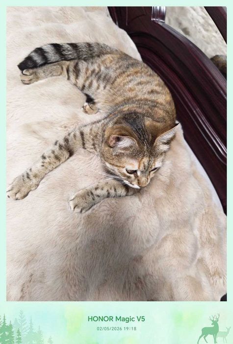 Кошечка милая, любит себя, стерилизованная