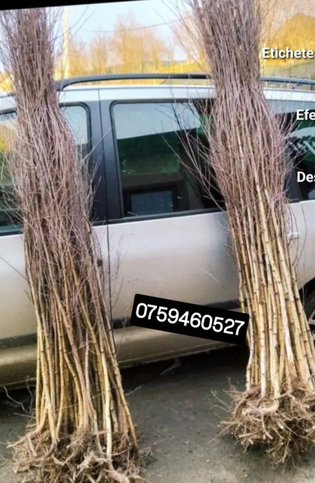 Puieții salcâm la preț bun