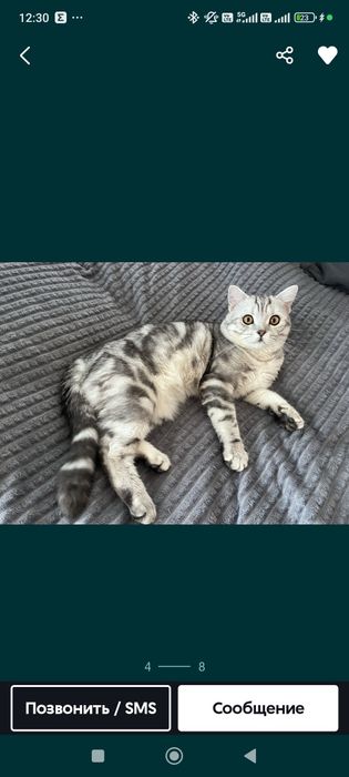 Котята вислаухие .