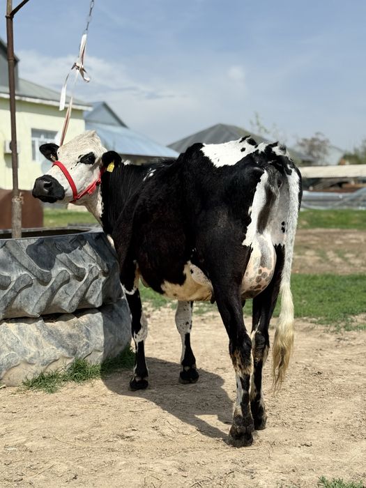 Сүтті бұзаулы сиыр