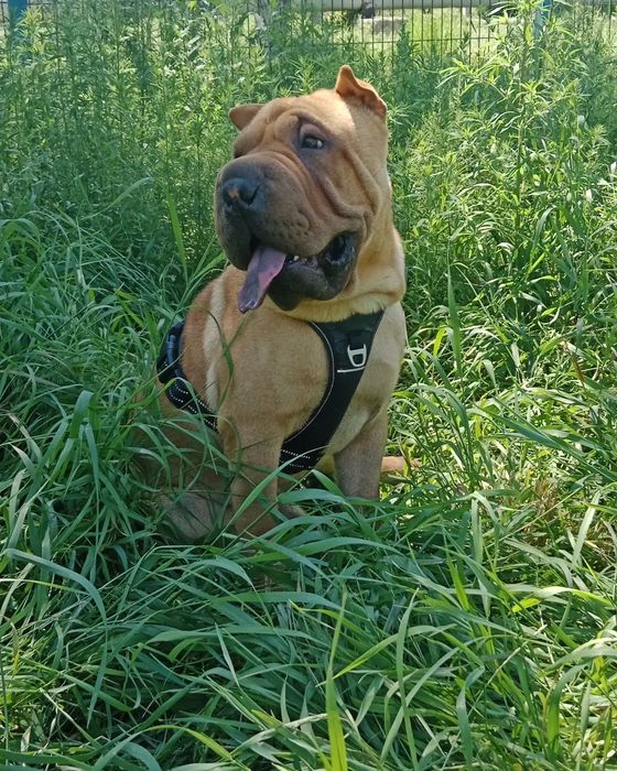 Вязка шикарный шарпей