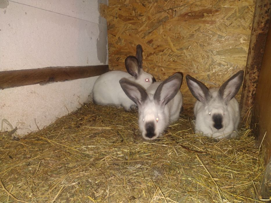 Uriaș de Transilvania