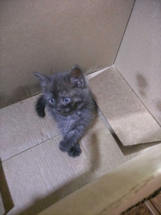 Отдам котёнка в добрые руки