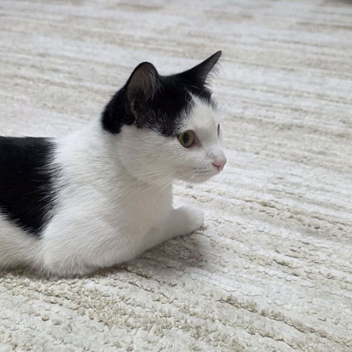 Кошечка в хорошие руки