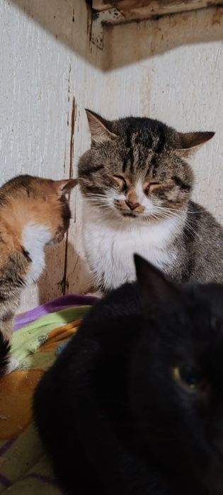 Шикарный молодой кот