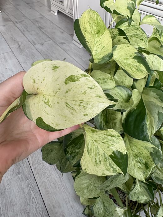 Цветы комнатные Эпипремнум хэппи лиф (happy leaf)