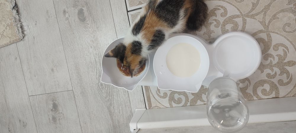 Отдам в добрые руки