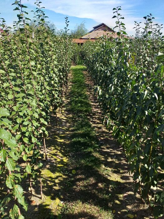 Pomi fructiferi diferite soiuri disponibili Simburesti olt!