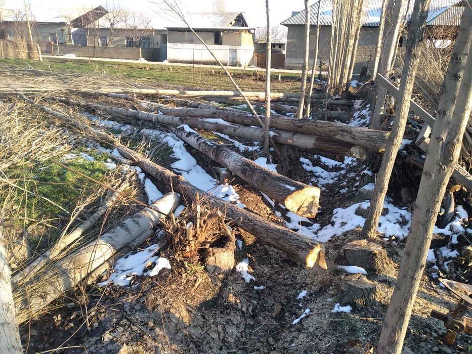 Terak sotiladi pilaramlik xuddi siz xoxlaganday uzun yirik.