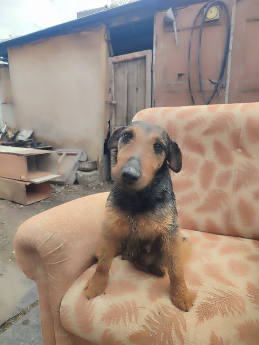 Продам суку ягдтерьера