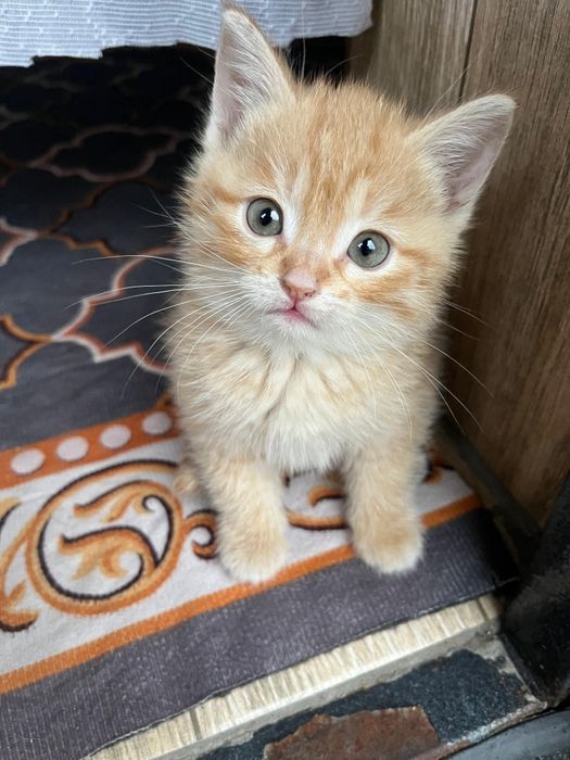 Отдам котят в добрые руки