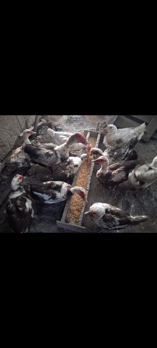 Boboci  rață muta.