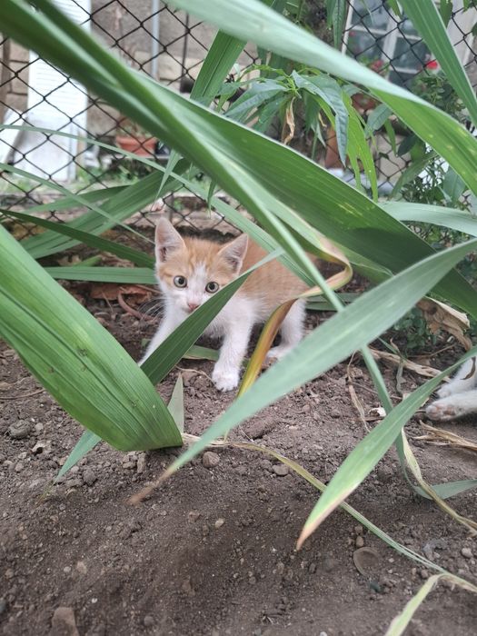 Котета търсят новия си дом