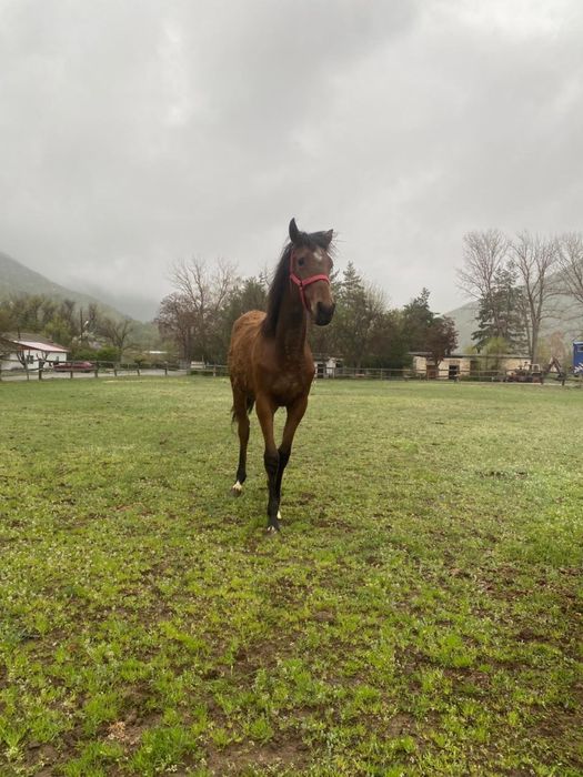 Ұрғашы тай сатылады