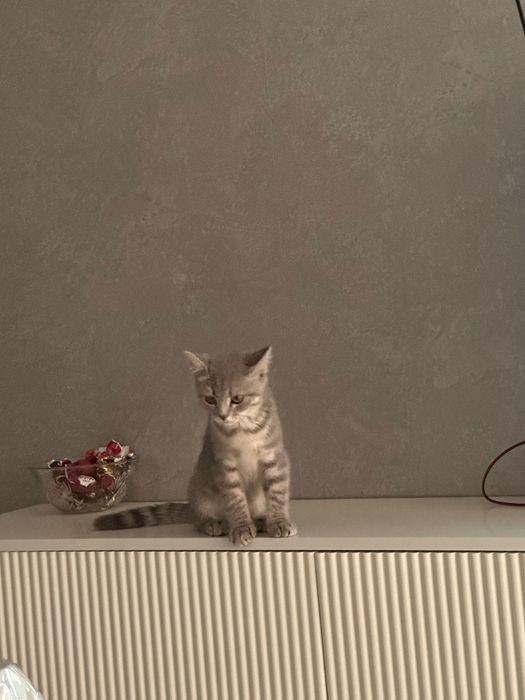 Отдам в добрые руки