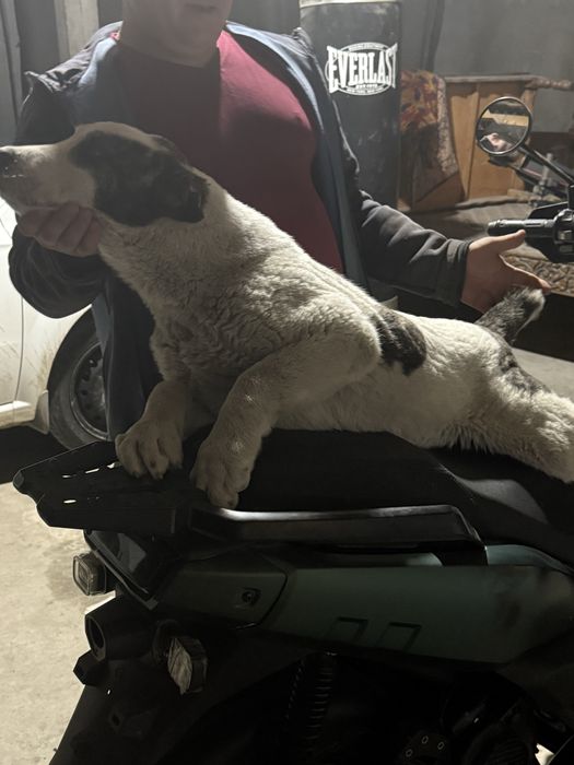 Алабай в наличии  2